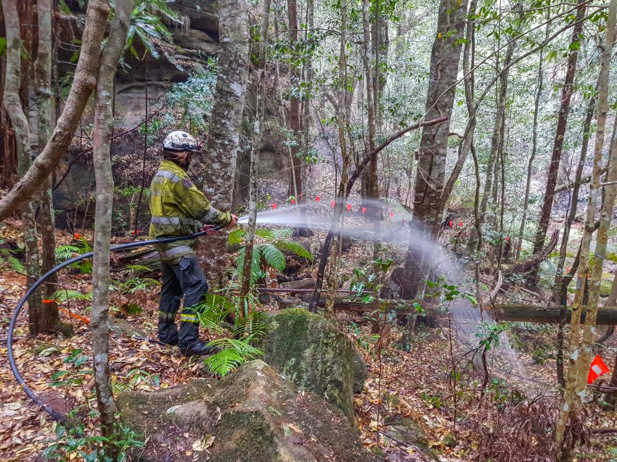 New South Wales National Parks and Wildlife Service personnel use fire hoses to dampen the forest floor near Wollemi pine trees in the Wollemi National Park, New South Wales, Australia.