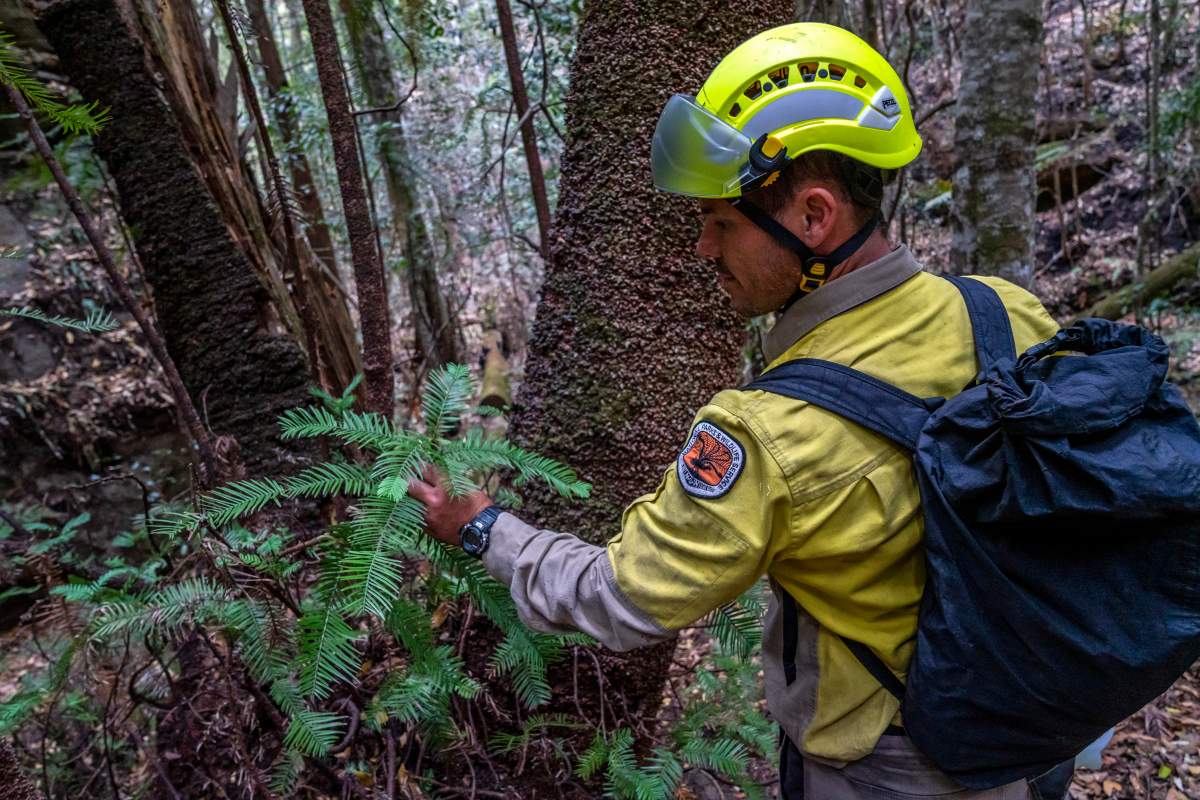 New South Wales National Parks and Wildlife Service personnel inspect the health of Wollemi pine trees in the Wollemi National Park, New South Wales, Australia.