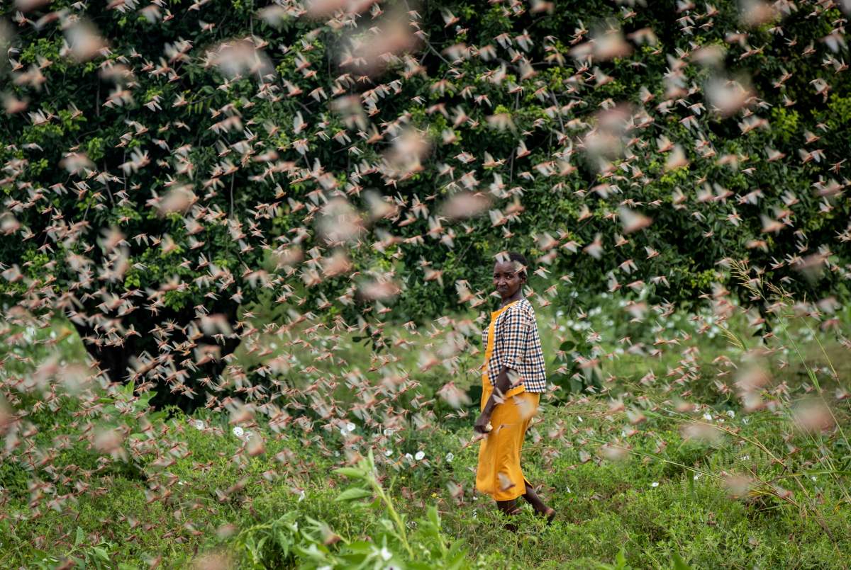 A farmer looks back as she walks through swarms of desert locusts feeding on her crops, in Katitika village, Kitui county, Kenya, Jan. 24, 2020.