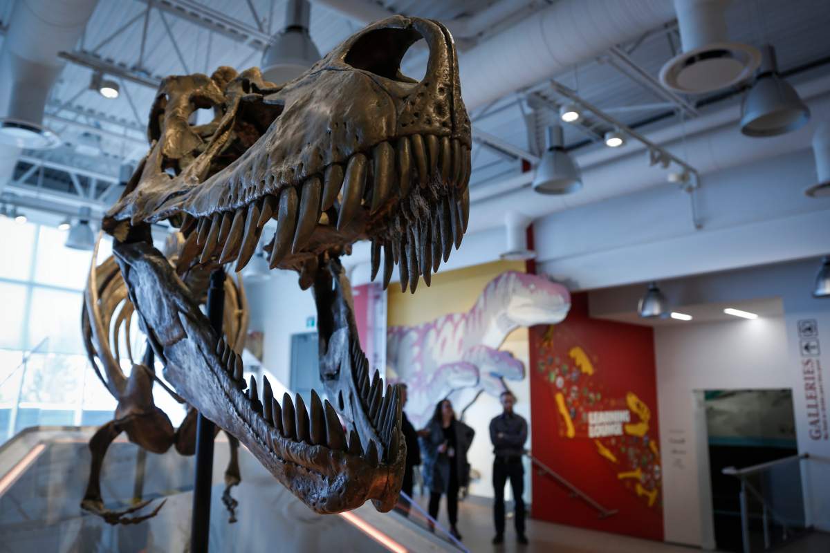 Visitors explore the new Learning Lounge at the Royal Tyrrell Museum of Palaeontology in Drumheller, Alta., Thursday, Jan. 16, 2020.