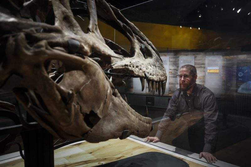 Craig Scott, Director of Preservation and Research at the Royal Tyrrell Museum of Palaeontology, looks at an exhibit of a Daspletosaurus Torosus skull at the museum in Drumheller, Alta., Thursday, Jan. 16, 2020.