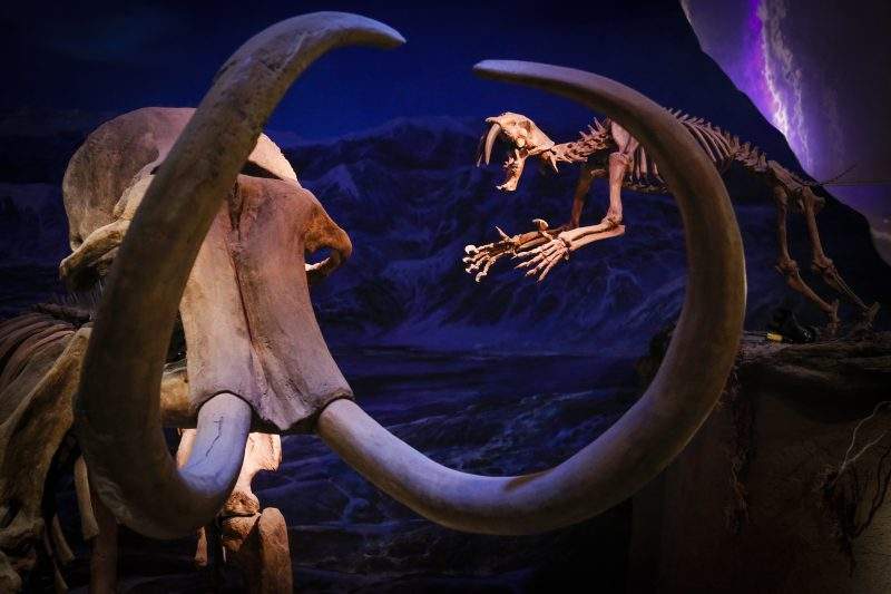 A display of a woolly mammoth being attacked by a saber tooth tiger at the Royal Tyrrell Museum of Palaeontology in Drumheller, Alta., Thursday, Jan. 16, 2020.