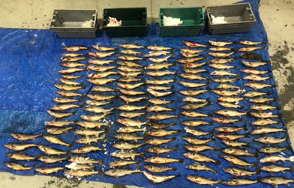 Police estimate 12,000 pounds of fish was allegedly illegally caught and sold during a two-year trafficking investigation.