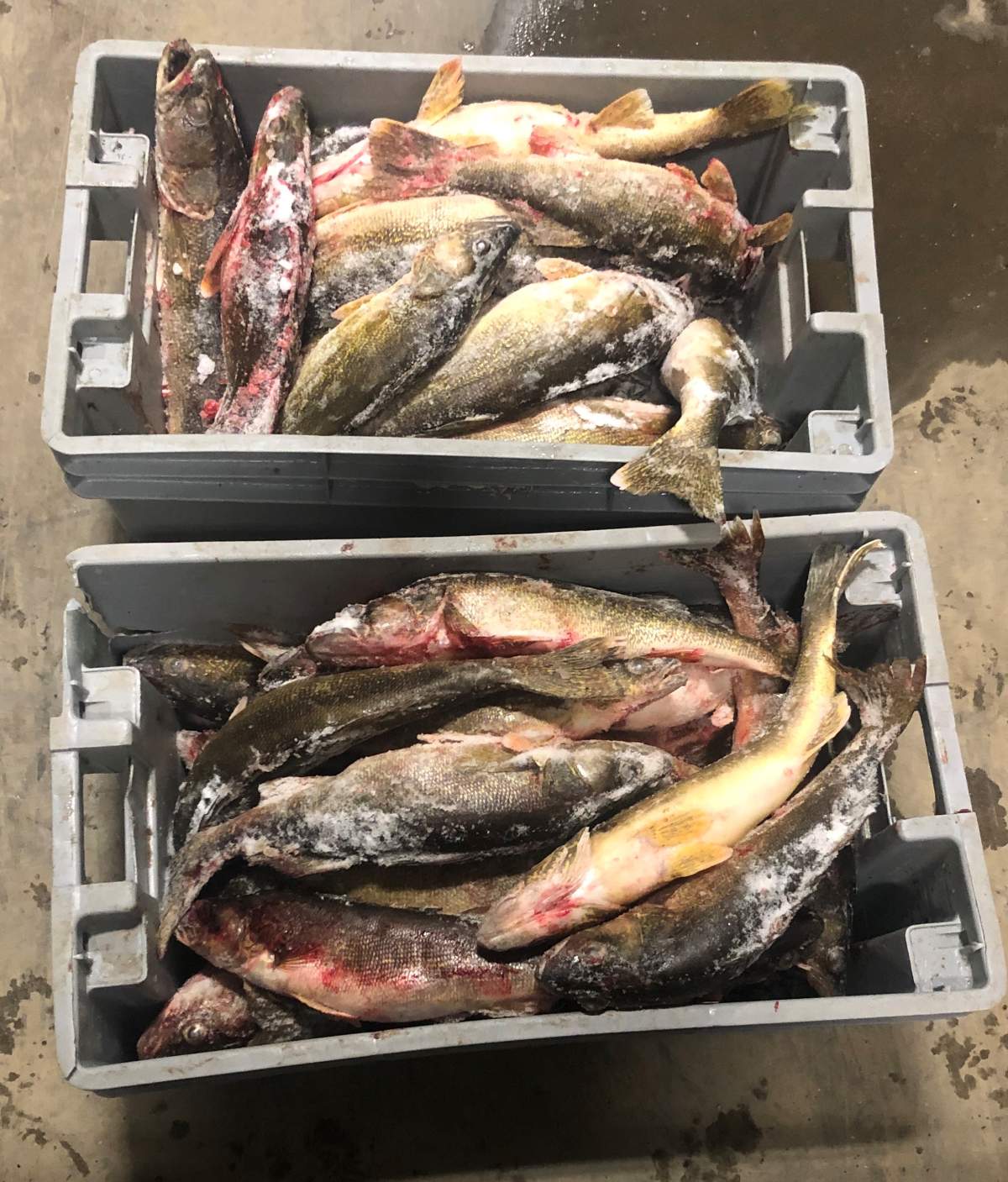 Police estimate 12,000 pounds of fish was allegedly illegally caught and sold during a two-year trafficking investigation.