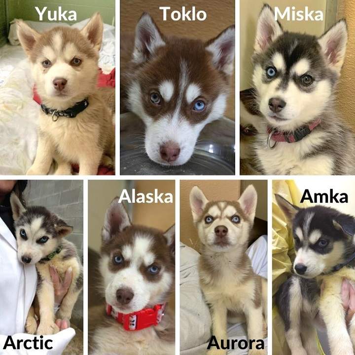 A compilation of photos of some of the husky puppies that are available for adoption from the B.C. SPCA.