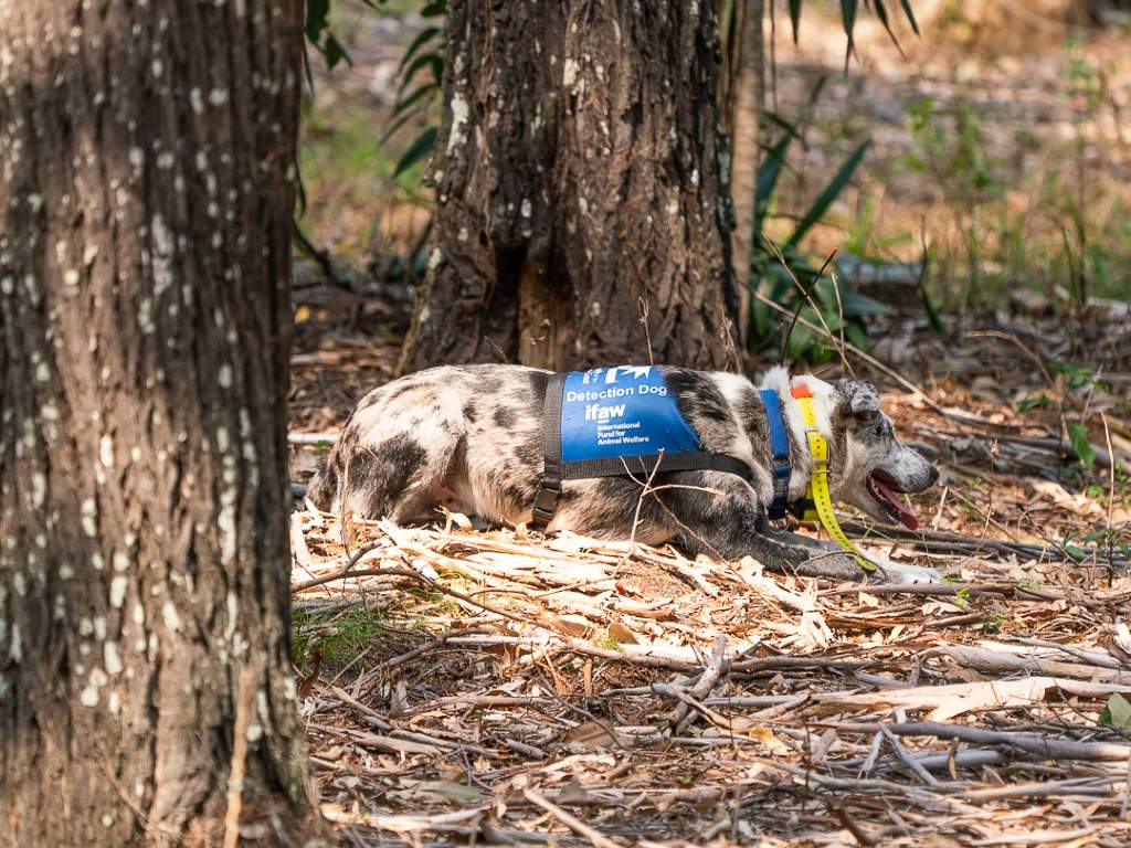 When Bear, 6, detects a koala, he sits at the base of the tree and waits for a human rescuer.