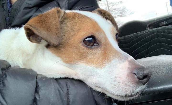 Police say the dog was found at around 12 p.m. on Saturday.