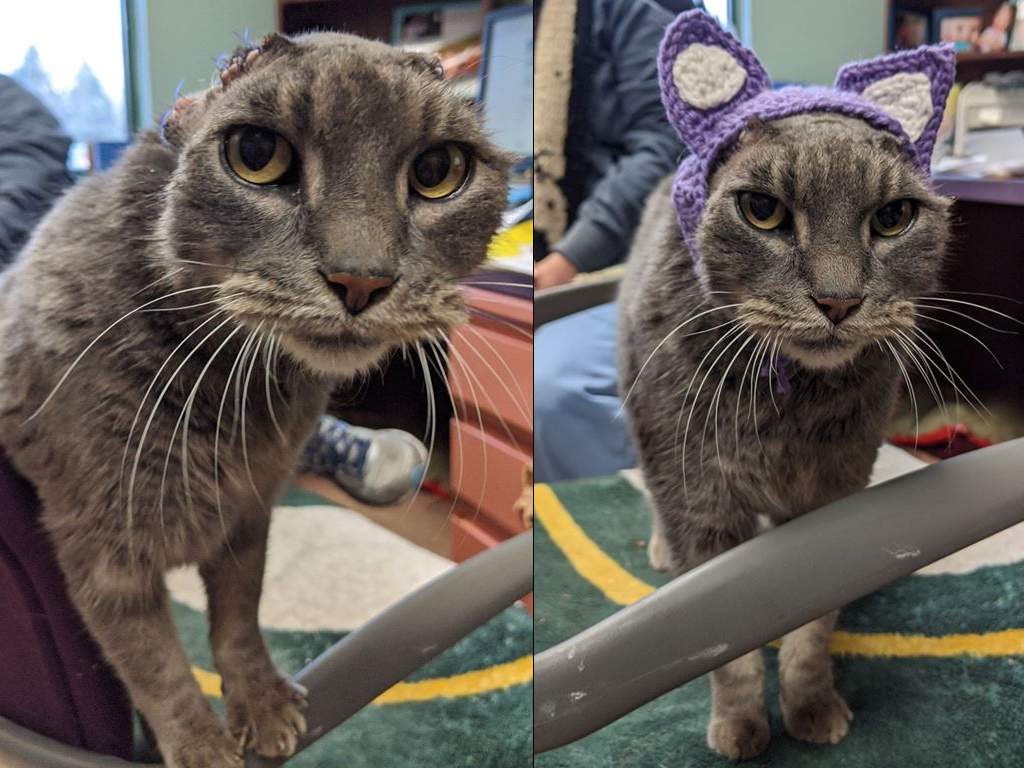 A shelter cat named Lady received crocheted ears after having her ear flaps removed due to infection.