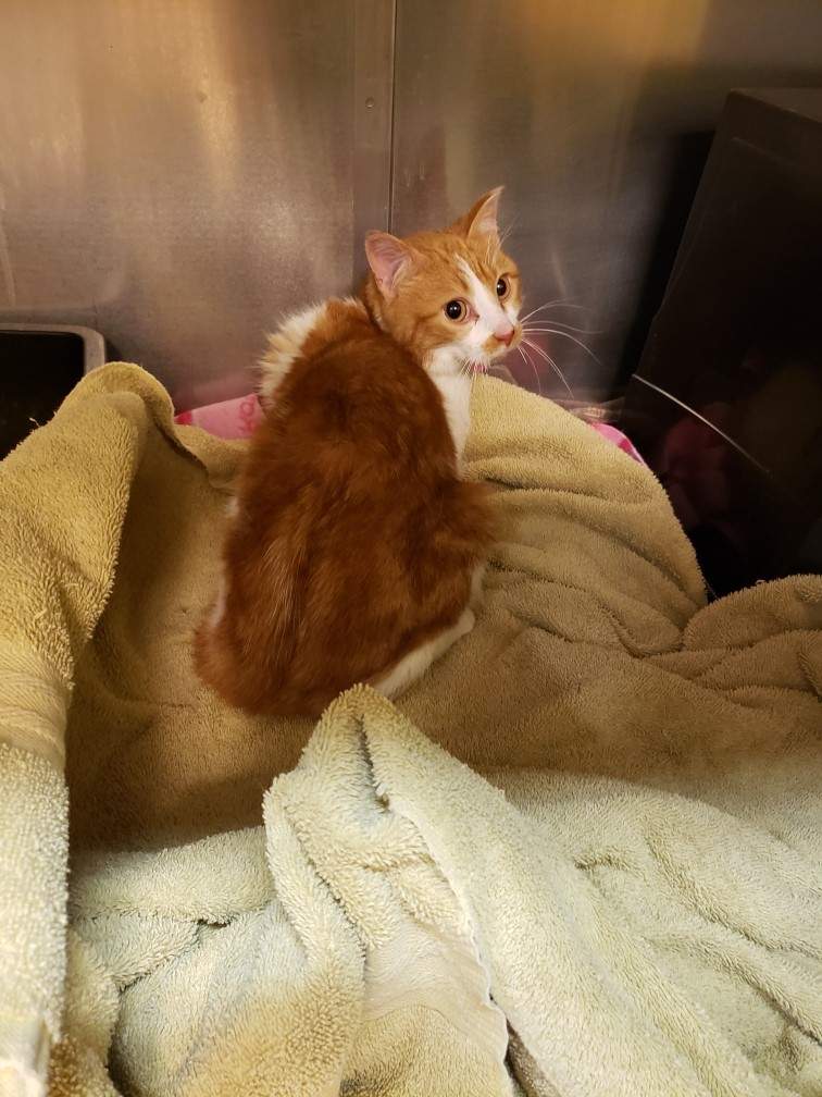 One of three cats who were rescued from the cold in Thorsby by Alberta SPCA.