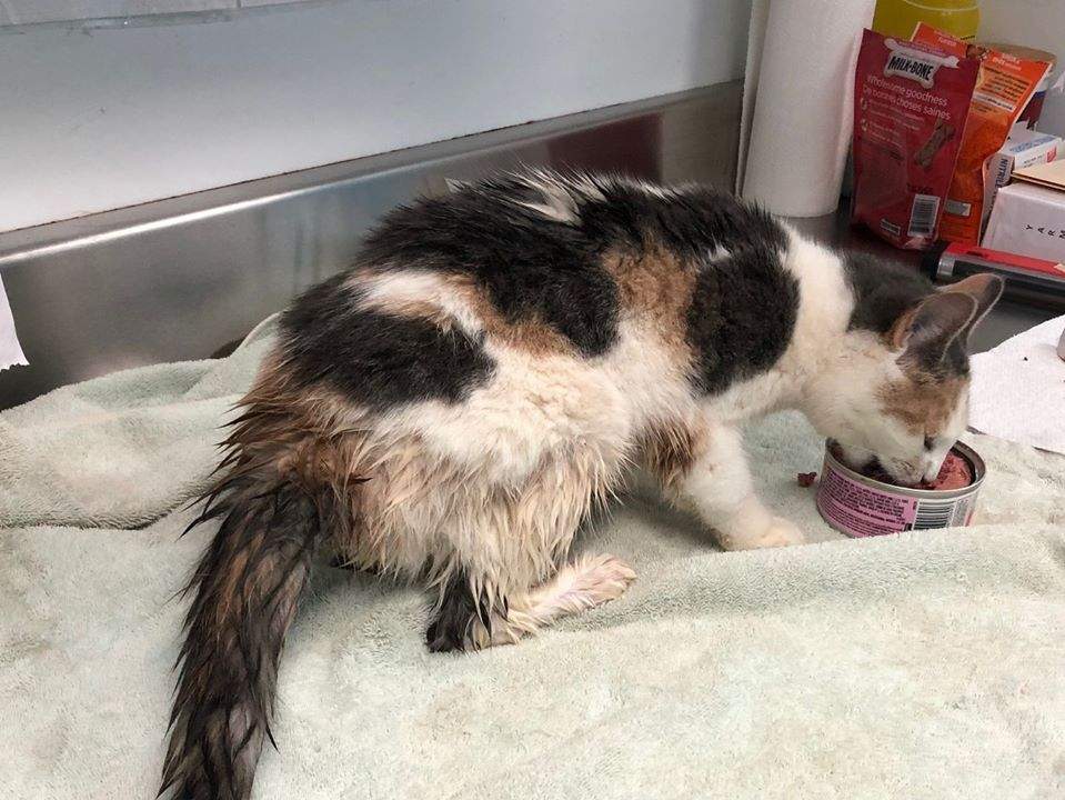 Zelda is currently undergoing health checks. 
