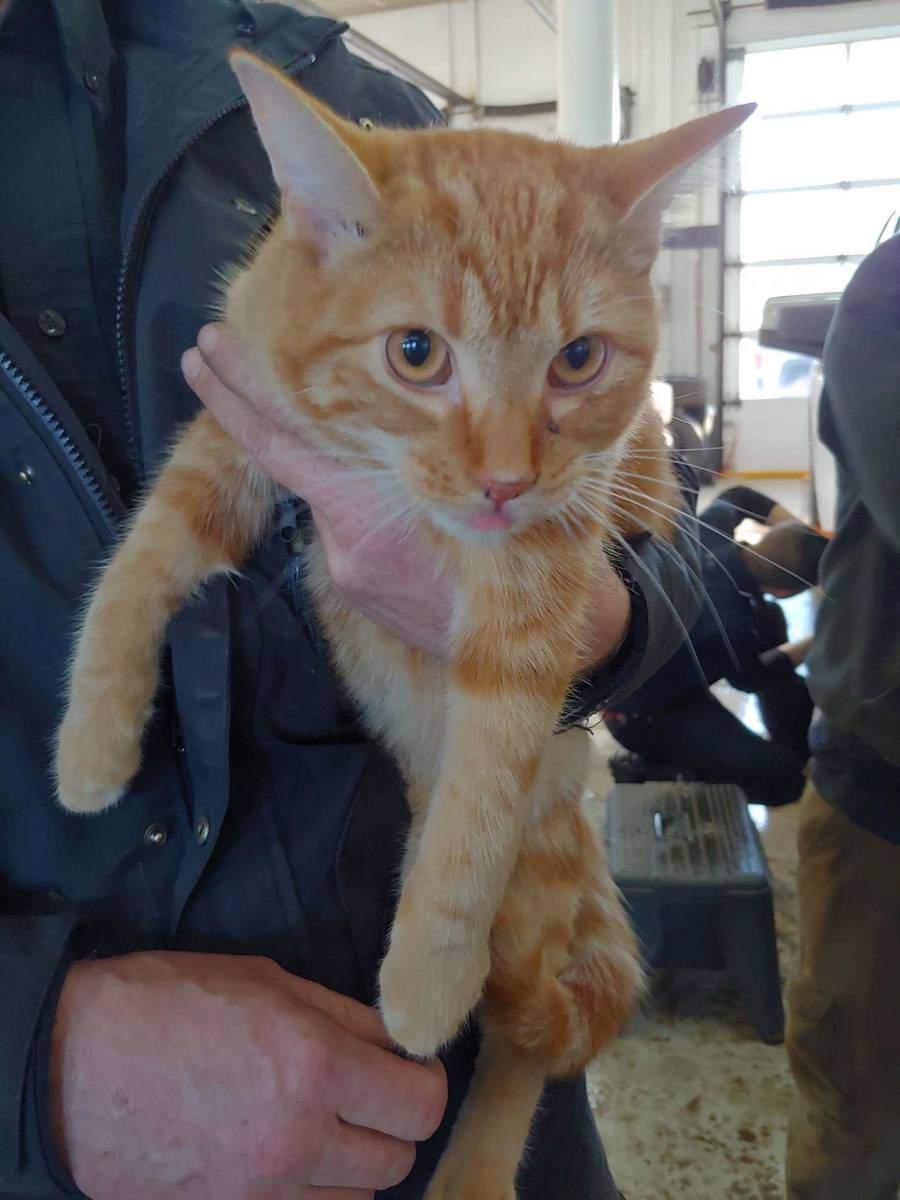 Weaver the cat after being rescued from the hood of a truck at a dealership in Moncton, N.B.