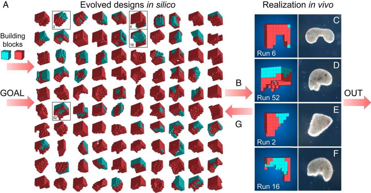 AI-designed cell robots are shown in block format alongside actual versions of the same creatures, which were assembled by scientists.