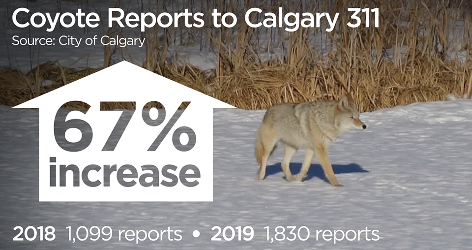 Urban coyote reports to Calgary 311 are up 67 per cent, according to the City.