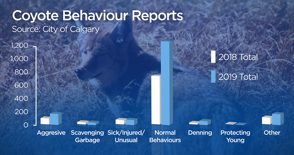 The City of Calgary said there were 73 more reports of coyotes being aggressive in 2019 than the previous year.