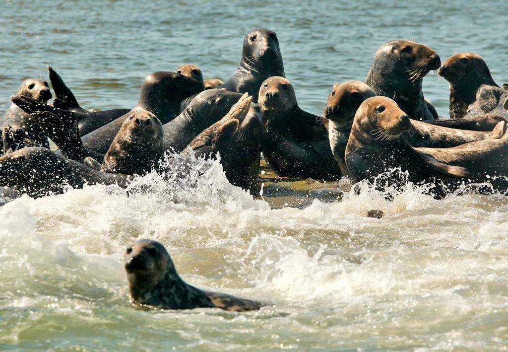 A colony of grey seals basks in the sun on a sand shelf in Chatham Harbor in Chatham, Mass., Thursday, Sept. 28, 2006.