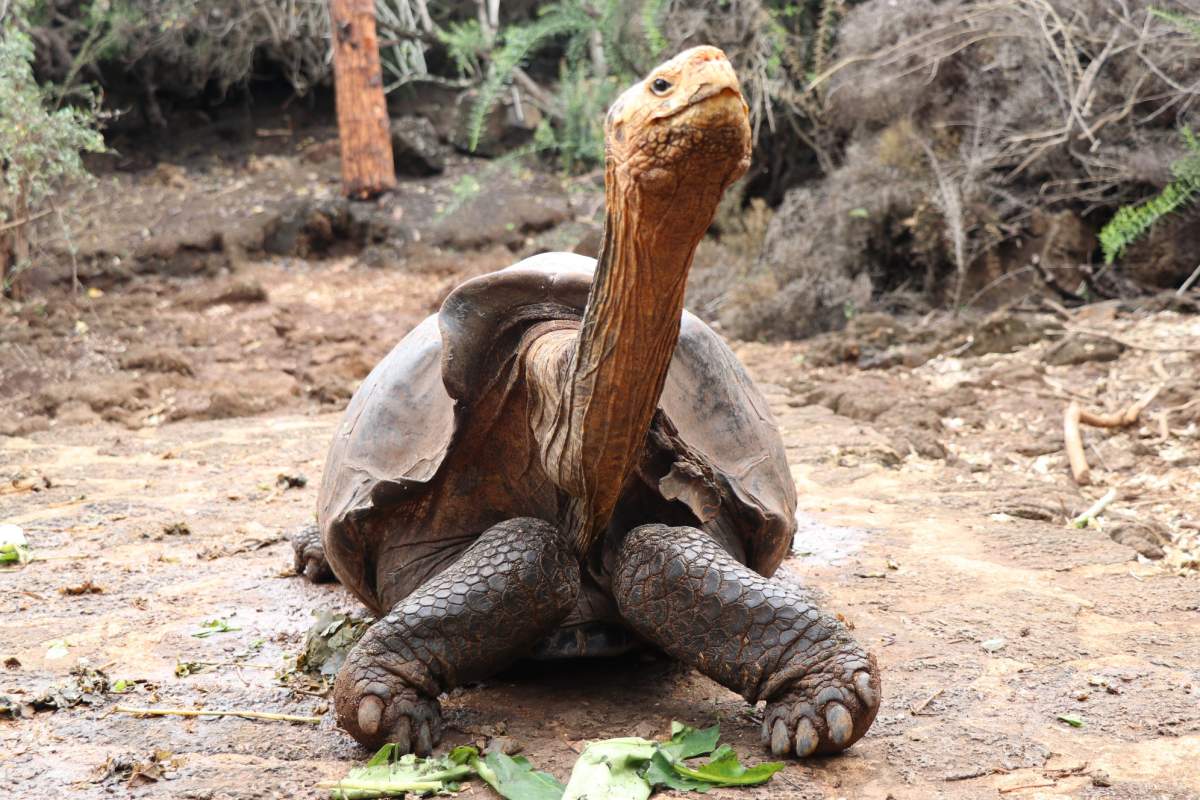 Diego the male Espanola Island giant tortoise is shown on Santa Cruz Island.