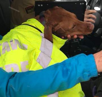 A Vizsla named Ruby is being cared for at a veterinary clinic after firefighters rescued the animal from the Ottawa River on Monday morning.