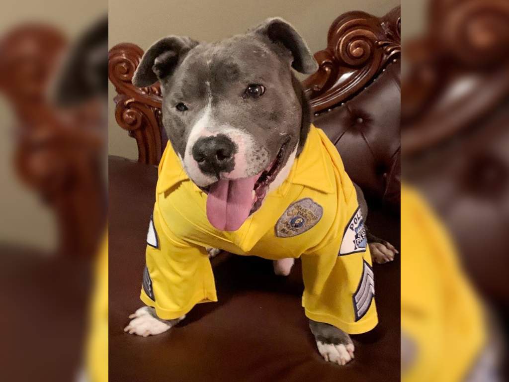 When it was found out that Eddie had an inoperable brain tumour, his owner decided to craft him a bucket list, including being a K-9 police officer for a day.