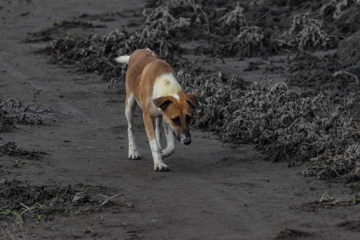 A stray dog walks along a road covered in volcanic ash from Taal Volcano’s eruption on Jan. 14, 2020 in Talisay, Batangas province, Philippines.