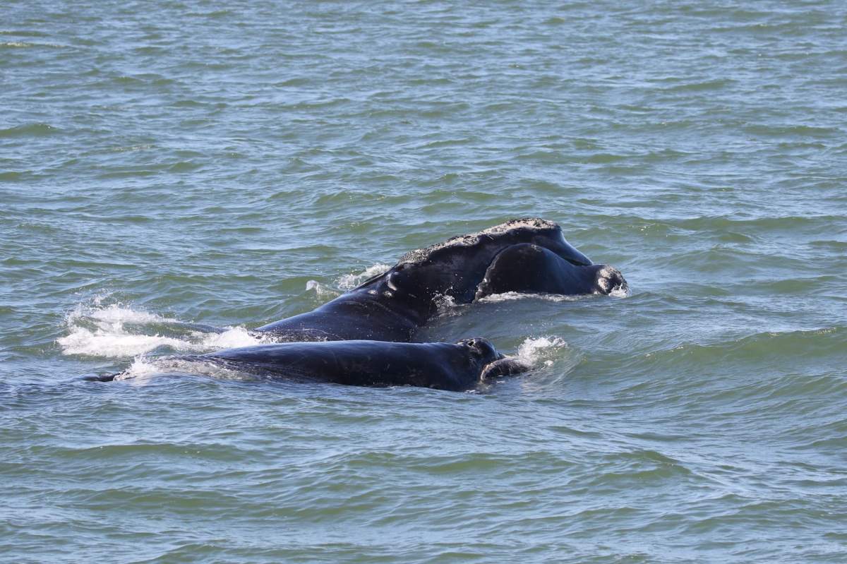 ‘Halo’ and calf were sighted just beyond the surf in Crescent Beach, Fla., on Jan. 25.