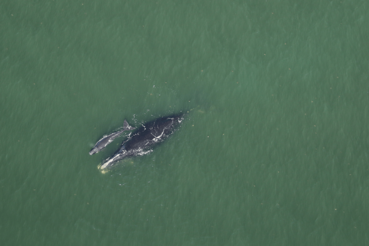 Harmonia and her newborn calf are seen in this handout photograph. 