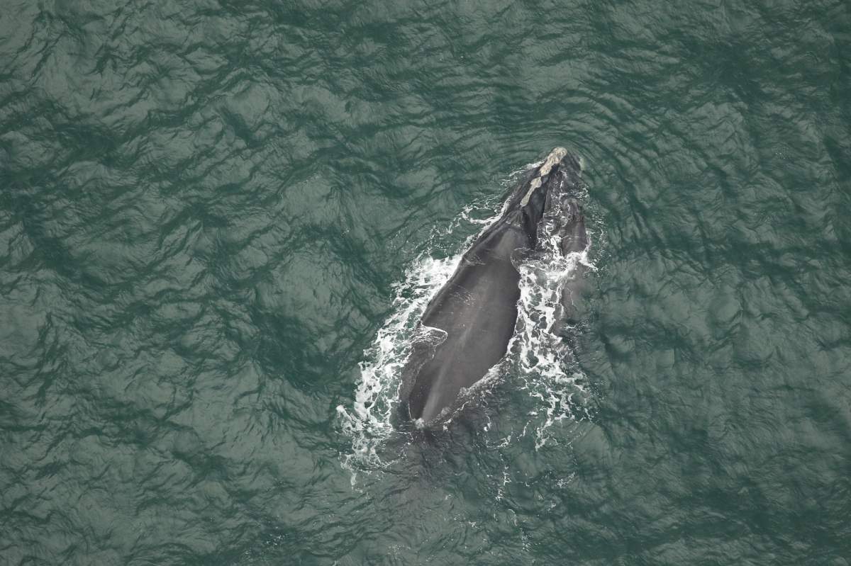 ‘Harmony’ and her newborn calf.