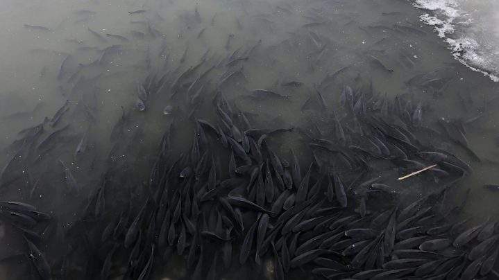 Hundreds of carp create a pileup as they surface for oxygen.