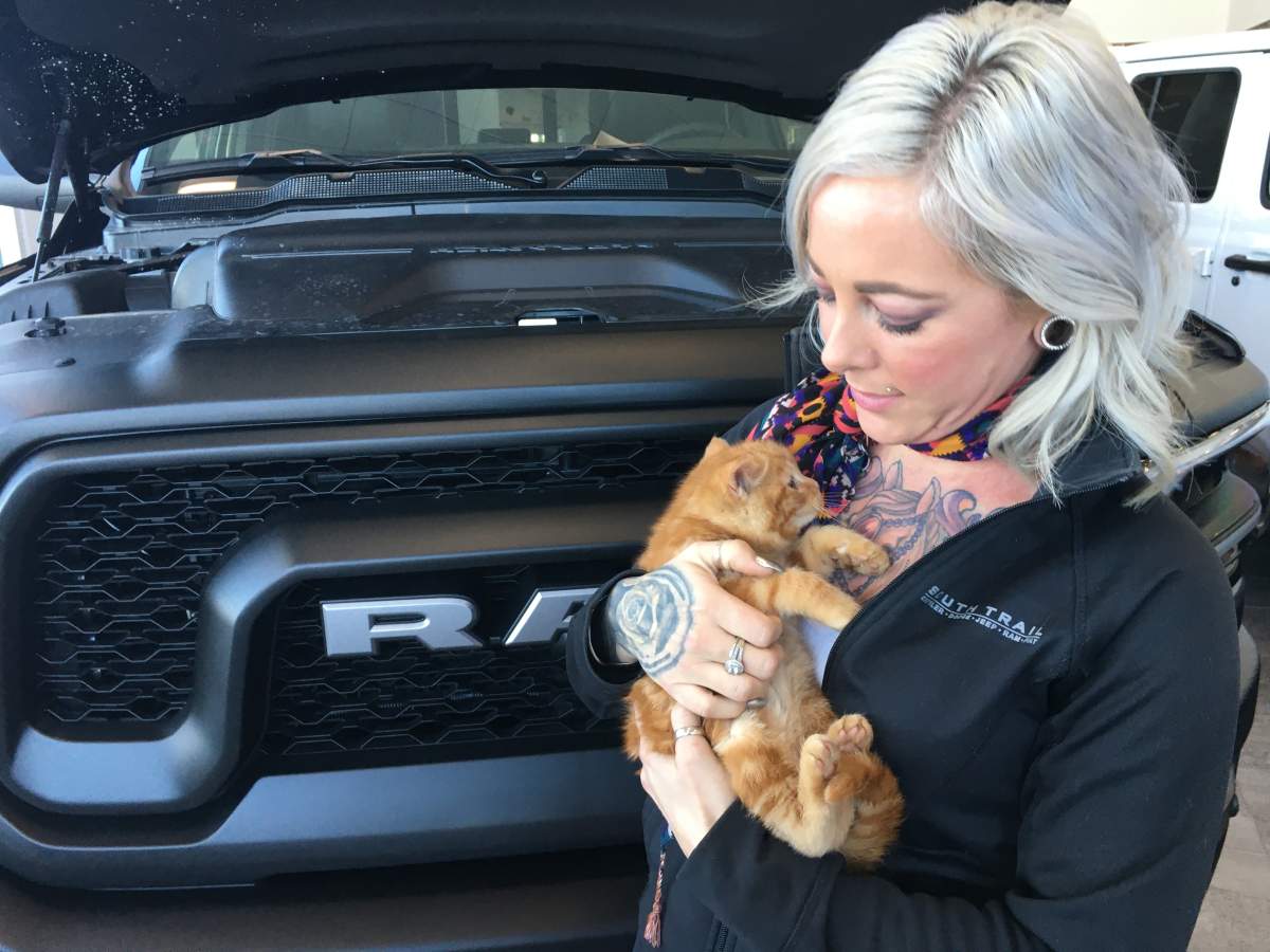 This cute kitten was found at South Trail Chrysler in Calgary after it traveled over two hours under the hood of a truck.