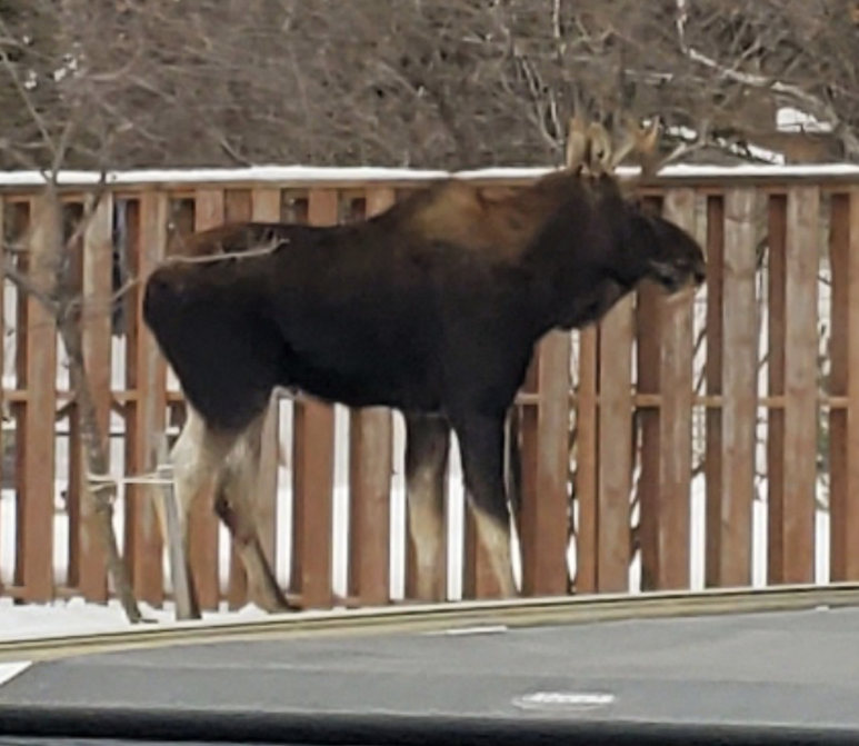 Brandon police were called to the report of a moose on the loose Thursday morning.