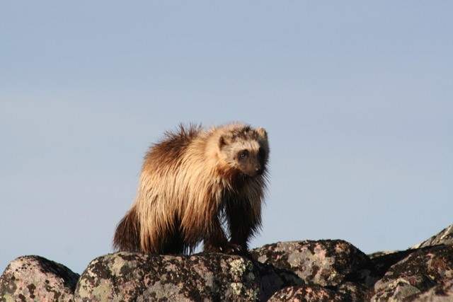 Wolverine on a ridge in Nunavut.