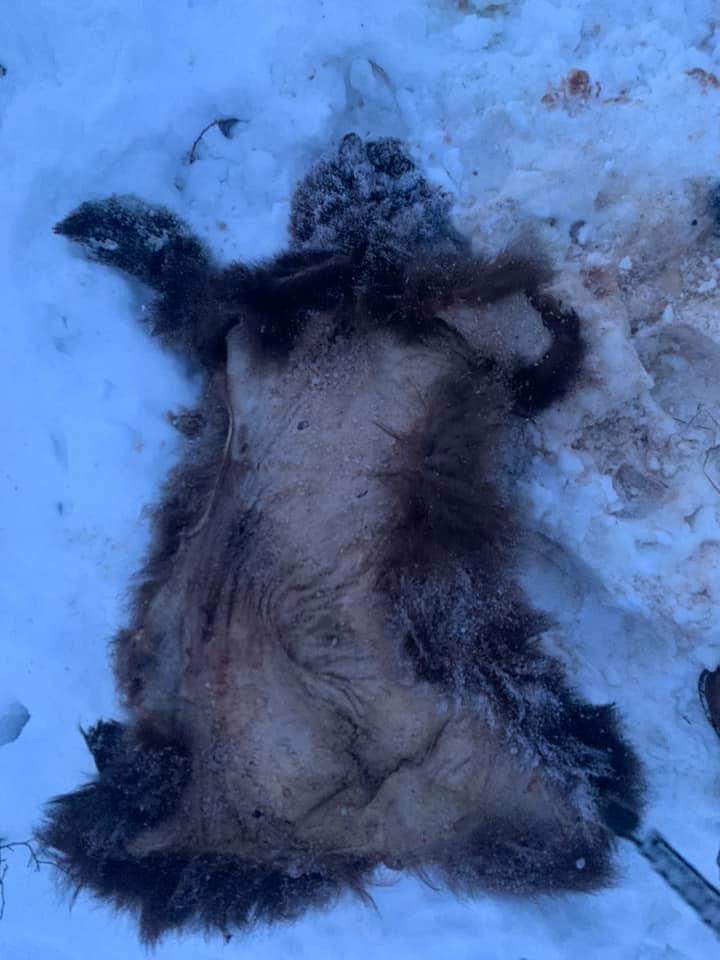 A young bear pelt was found on Smoker Road in Beaverdell.
