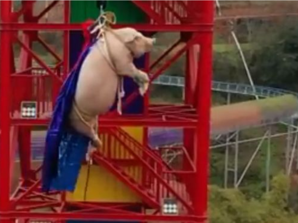 Disturbing video footage of a pig being forced to bungee jump went viral on Chinese social media site Weibo on Sunday.
