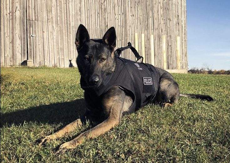 Peterborough Police Service dog Isaac lies on the ground waiting for an order.