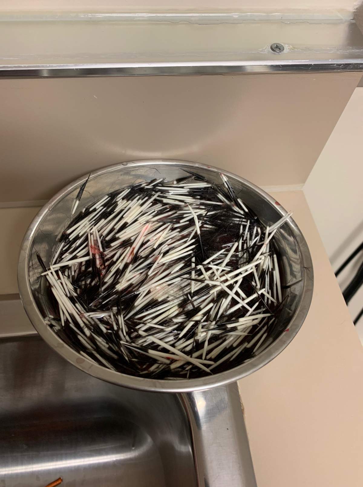 Hundreds of porcupine quills removed from Flynn. They lay in a bowl post-surgery.