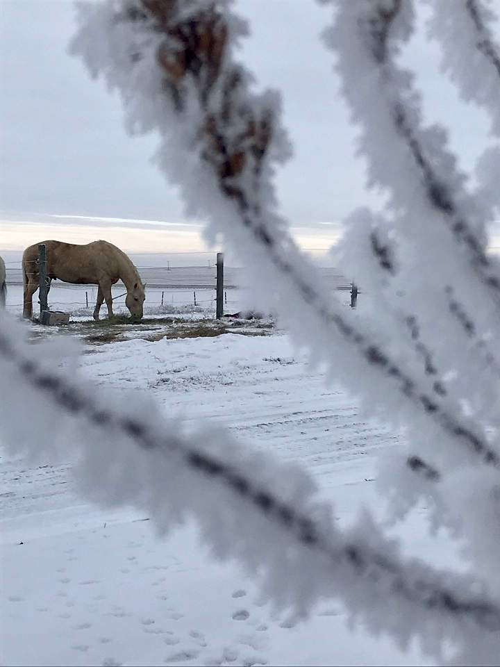 The January 4 Your Saskatchewan photo of the day was taken by Tanya Phillips in Kindersley.