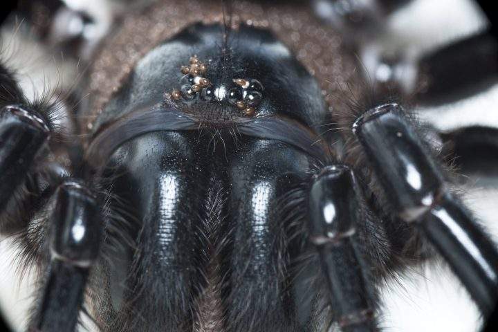 A funnel-web spider is shown in this handout photo.