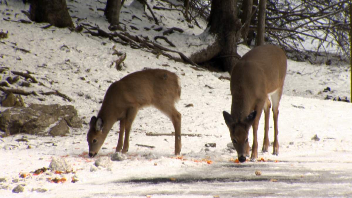 Murphy says oranges are not good for the sensitive stomachs of deer.