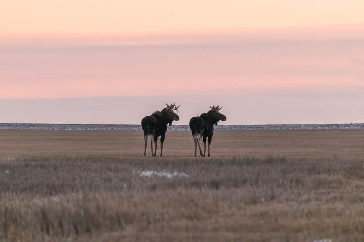 The January 5 Your Saskatchewan photo of the day was taken by Teesha Sylvester near Pense.