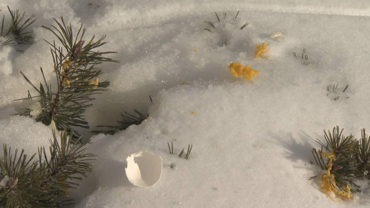 Egg yolks and shells are seen on the ground by the National Holocaust Monument in downtown Ottawa. The local police service said Wednesday the memorial was defaced and the case was being investigated as a “hate-motivated incident.”