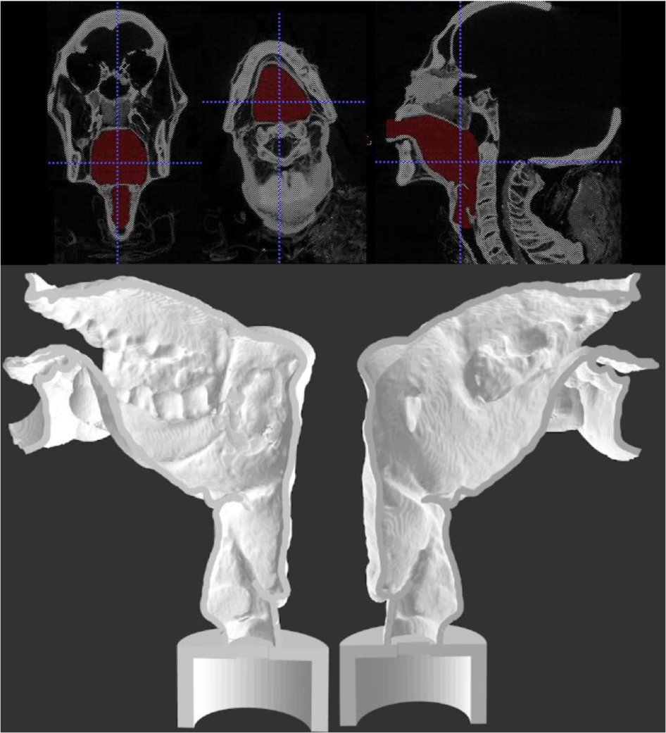 A segmented view of Nesyamum’s vocal tract, upper, is shown alongside a 3D-printed version of it.
