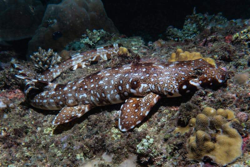 A walking shark (Hemiscyllium strahani) is shown in Deprapre Bay, Indonesia.