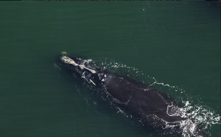 Mom Palmetto and her fifth calf.