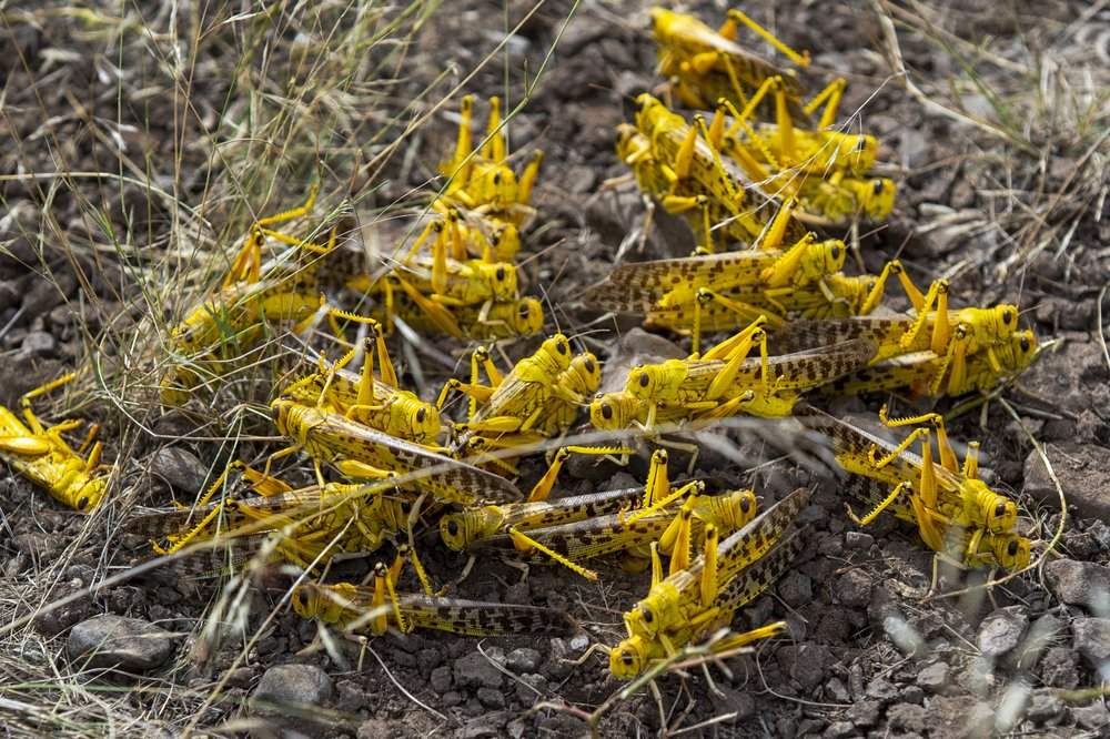 In this photo taken Saturday, Feb. 1, 2020, a group of desert locusts mate on the ground in Nasuulu Conservancy, northern Kenya. As locusts by the billions descend on parts of Kenya in the worst outbreak in 70 years, small planes are flying low over affected areas to spray pesticides in what experts call the only effective control.