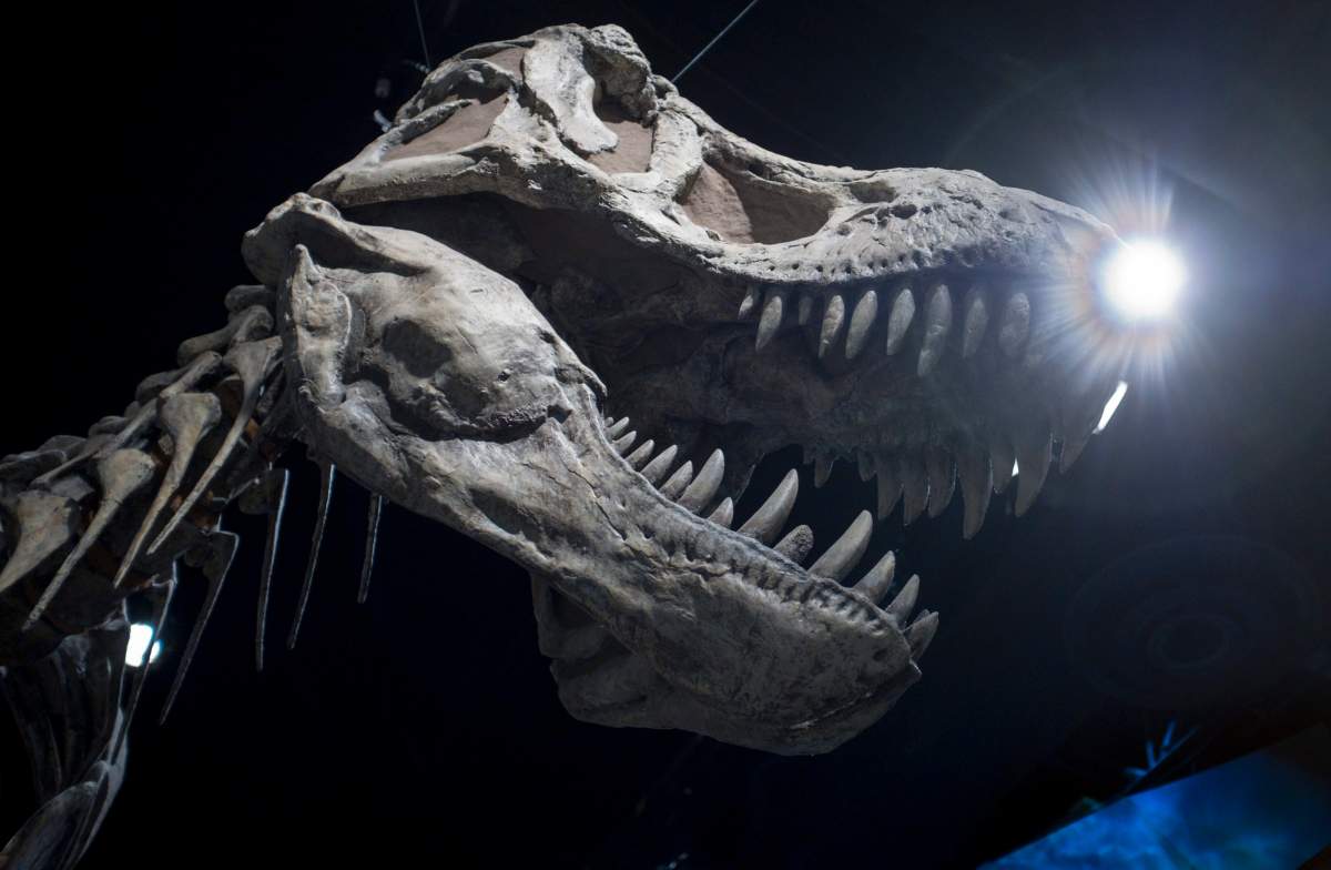 The skull of a Tyrannosaurus rex at the Royal Tyrrell Museum in Drumheller, Alta., Friday, Oct. 26, 2018. 