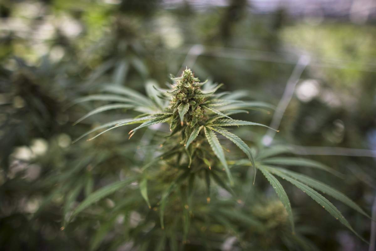 Peterborough County OPP seized cannabis plants from a rural property in Havelock on Tuesday.