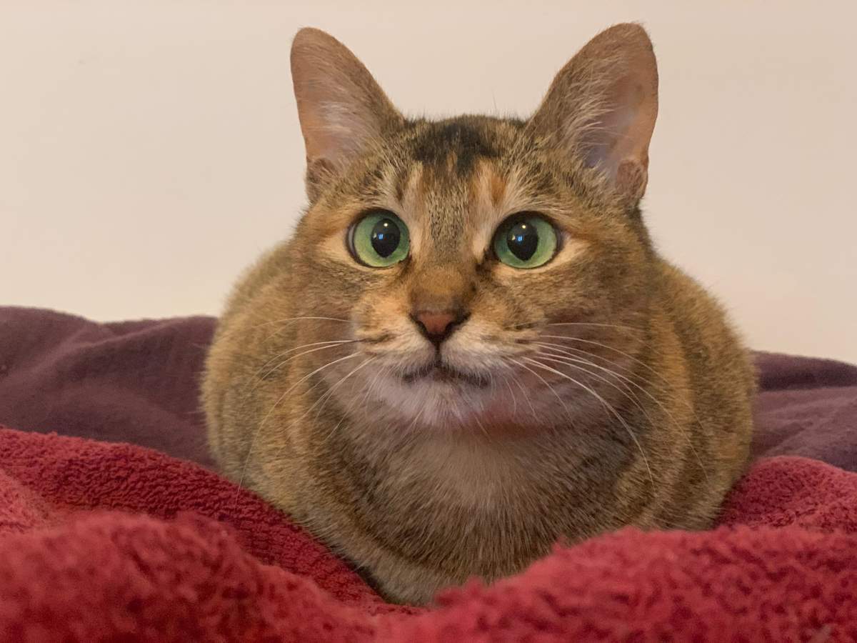 Journey travelled about 10,000 kilometres from Schenzhen to Prince George, then on to recovery in the Lower Mainland. Now she’s ready for a forever home.