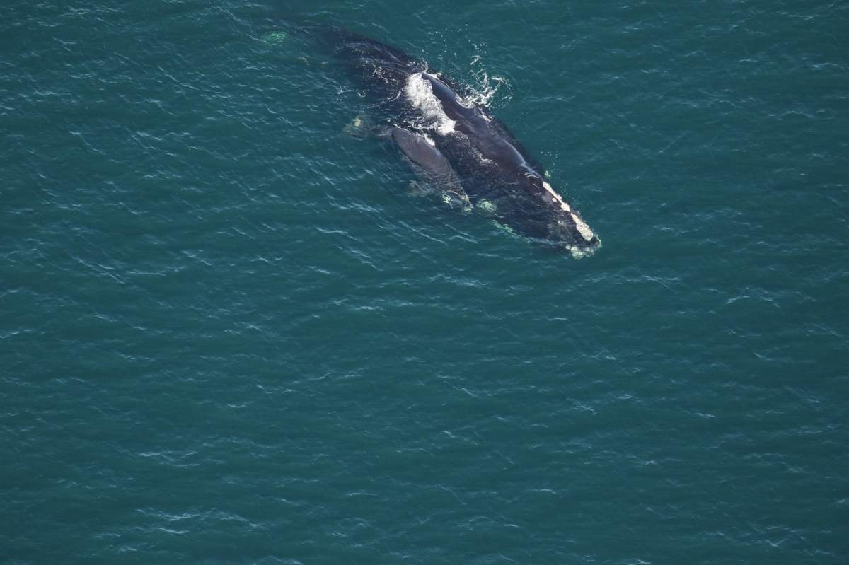 Arrow is 18 years old and just gave birth to her second calf.