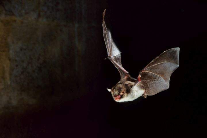 Bats have been linked to many human diseases.