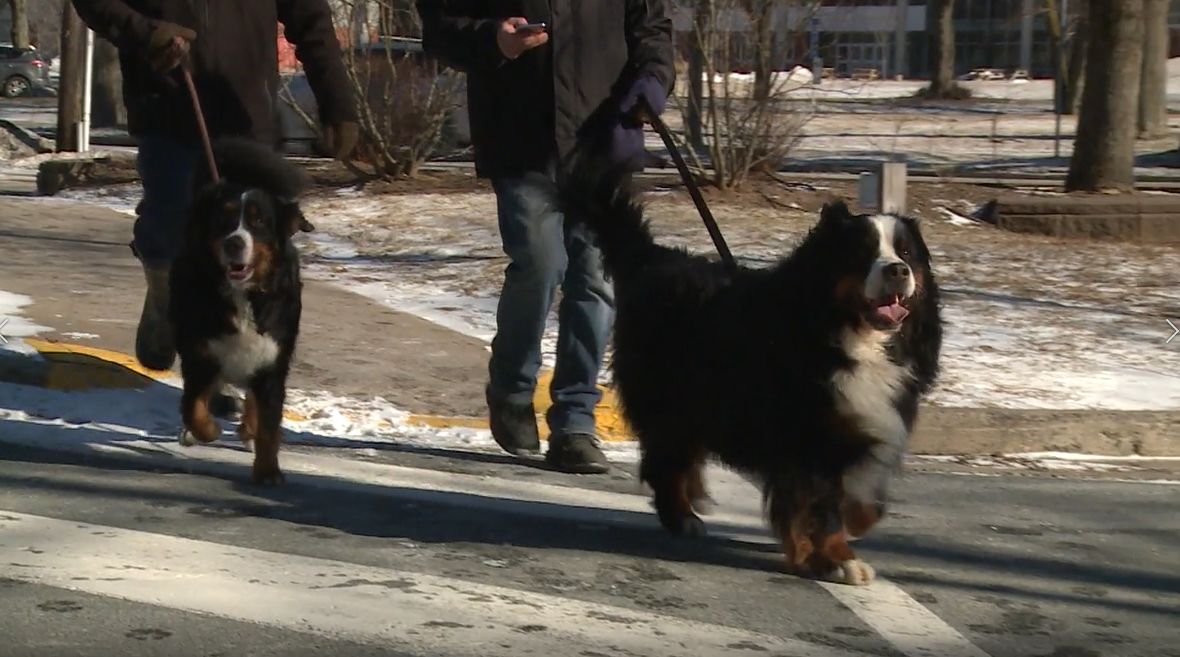 Chantelle Lindsay has been around Bernese mountain dogs her whole life and they're her favourite kind of dog. 