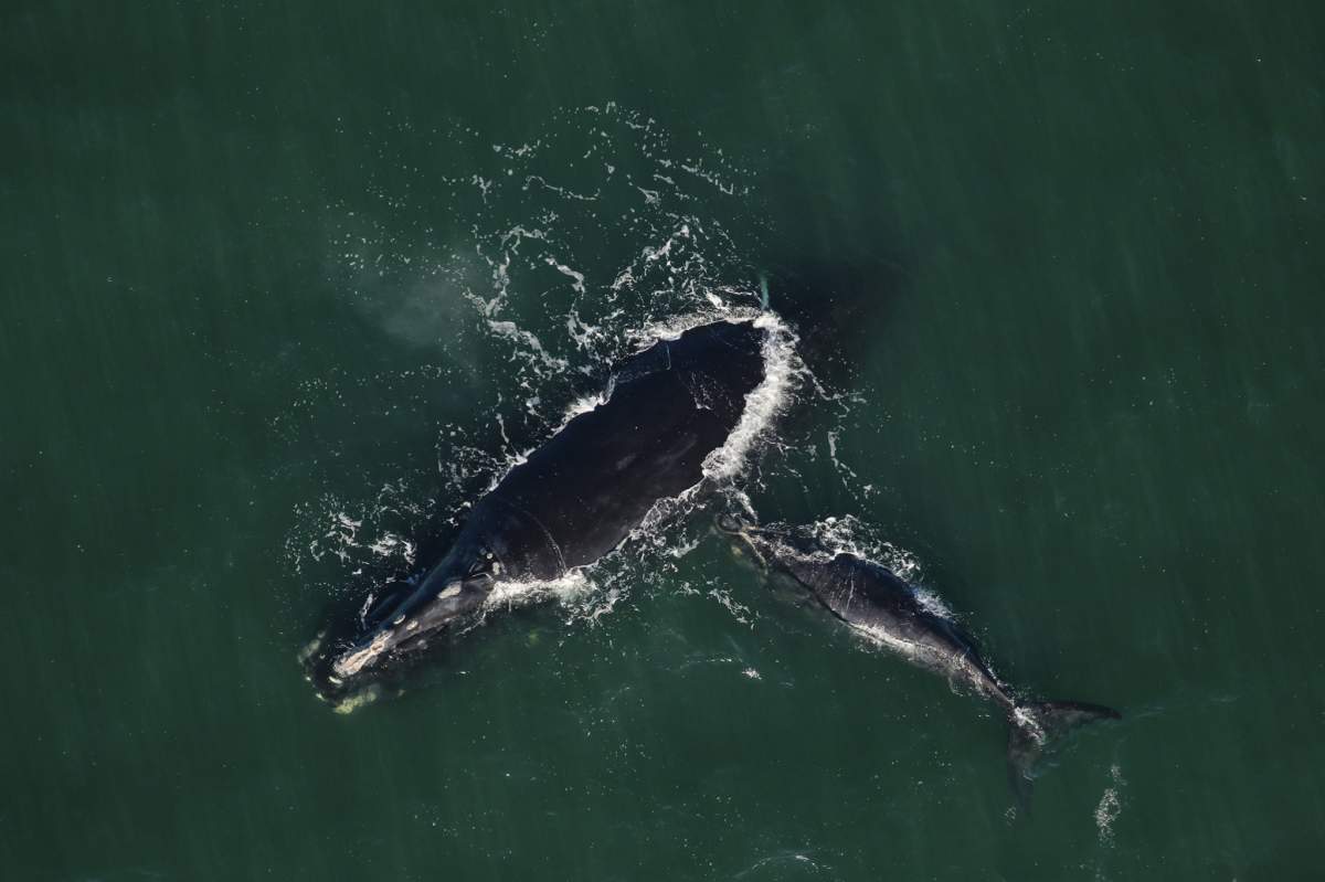 Calvin the North Atlantic right whale and her calf were recently seen swimming off the coast of Georgia.